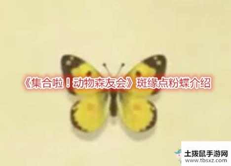 《集合啦！动物森友会》斑缘点粉蝶介绍