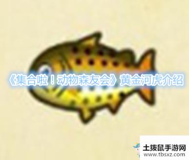 《集合啦！动物森友会》黄金河虎介绍