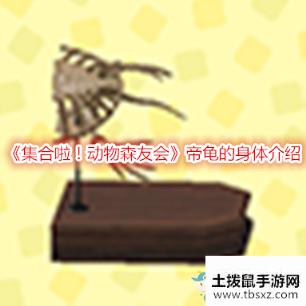 《集合啦！动物森友会》帝龟的身体介绍