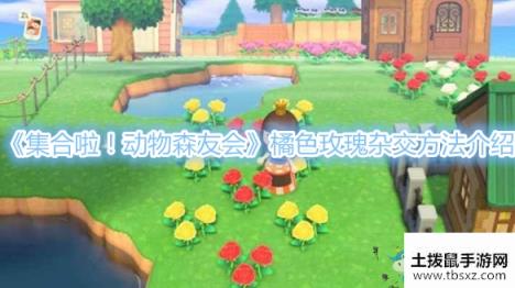 《集合啦！动物森友会》橘色玫瑰杂交方法介绍