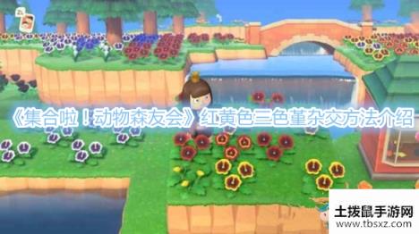 《集合啦！动物森友会》红黄色三色堇杂交方法介绍