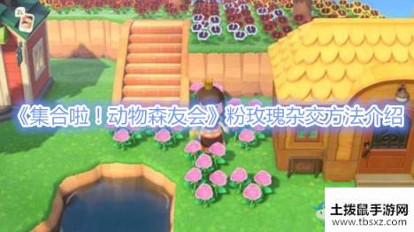 《集合啦！动物森友会》粉玫瑰杂交方法介绍