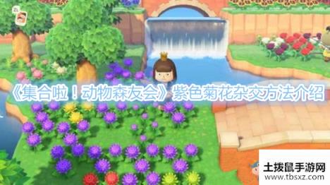 《集合啦！动物森友会》紫色菊花杂交方法介绍