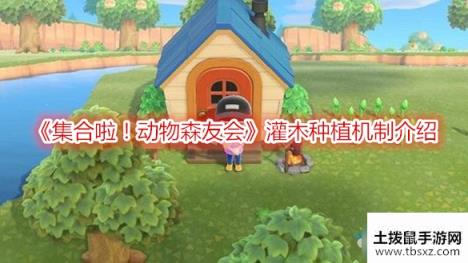 集合啦动物森友会灌木怎么种-动森灌木种植机制介绍